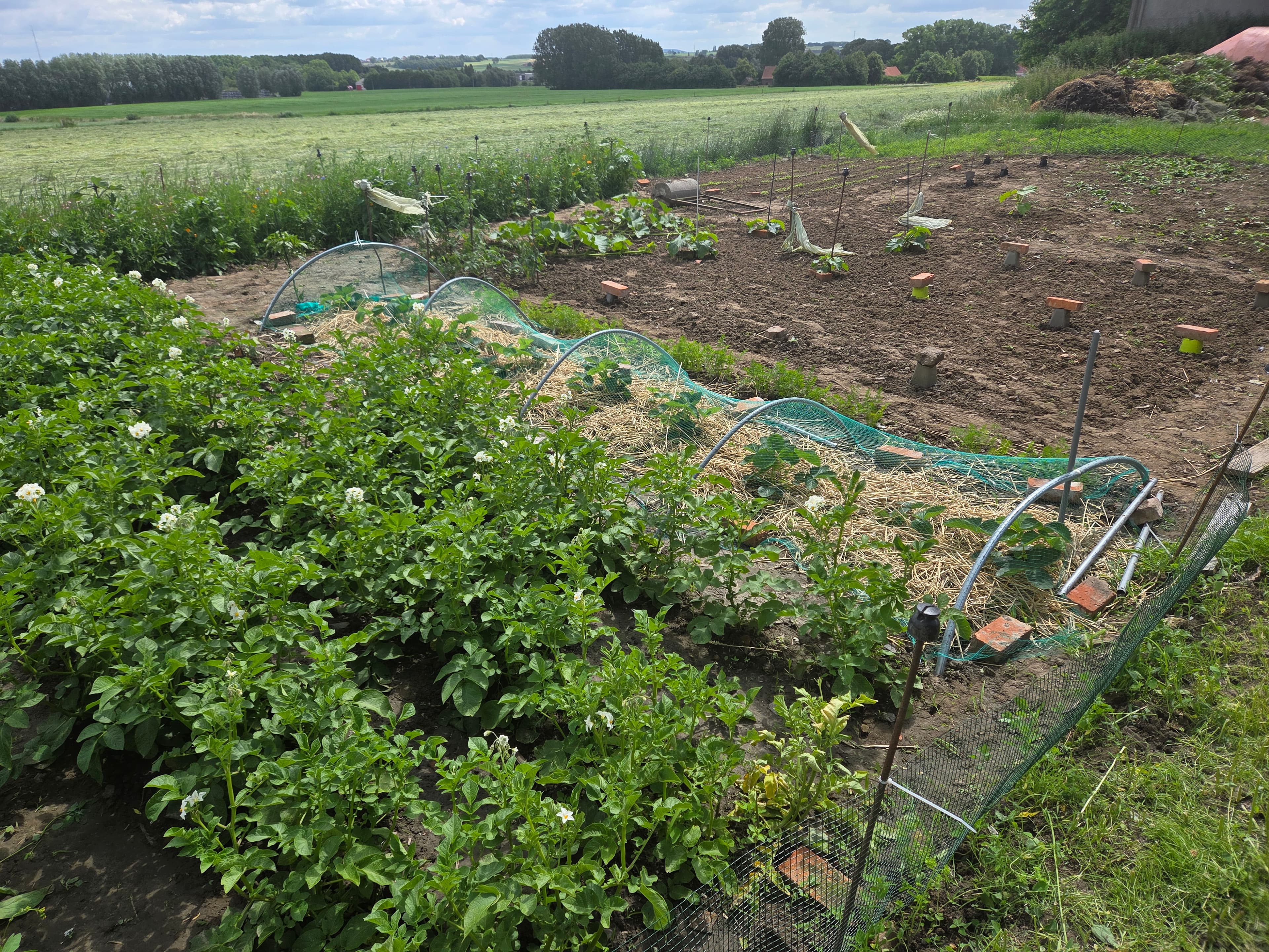 Mijn jonge zoon in onze moestuin tussen de planten en groenten